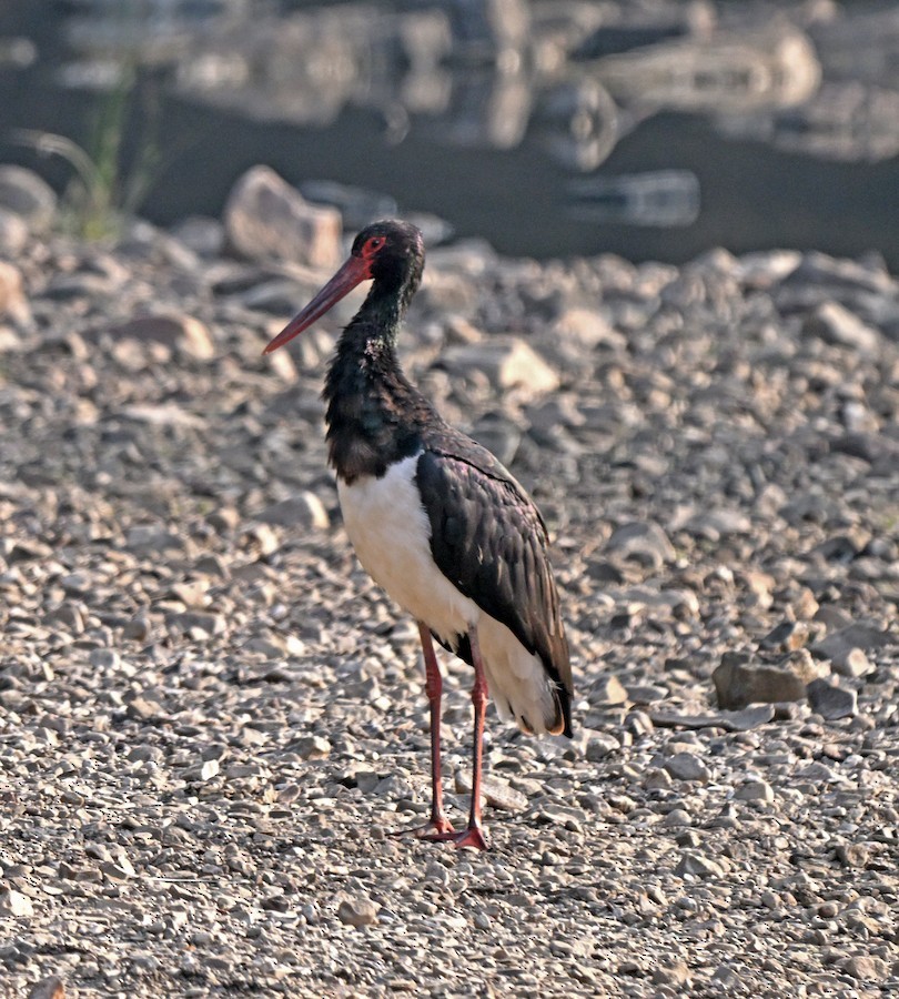 Black Stork - ML647301567