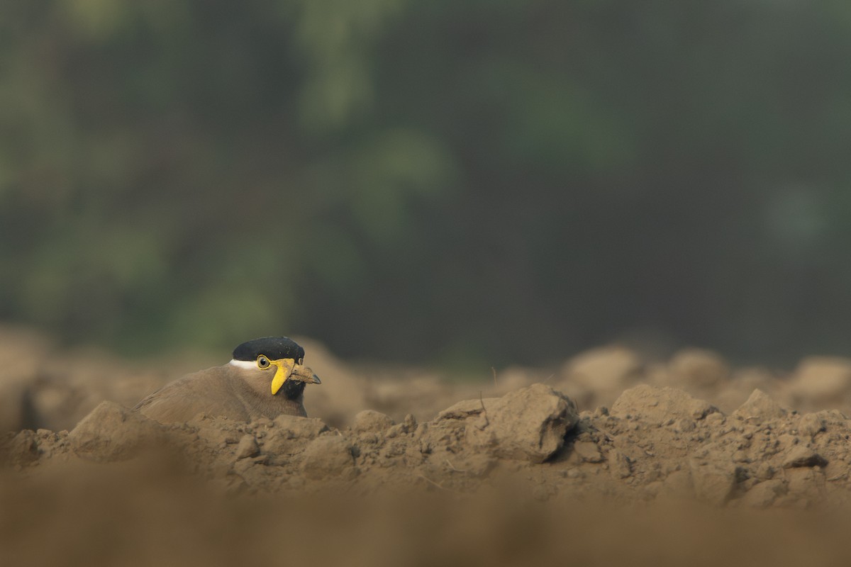 Yellow-wattled Lapwing - ML647301570