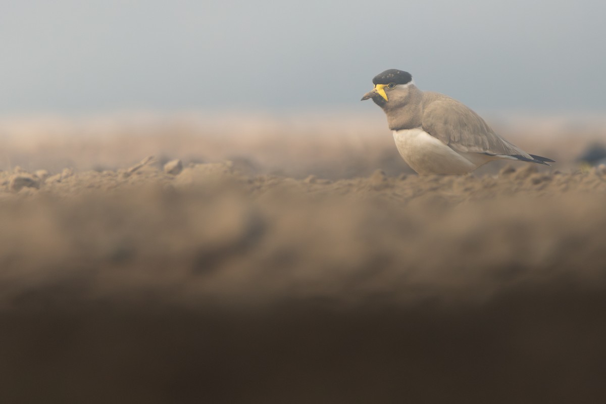 Yellow-wattled Lapwing - ML647301571