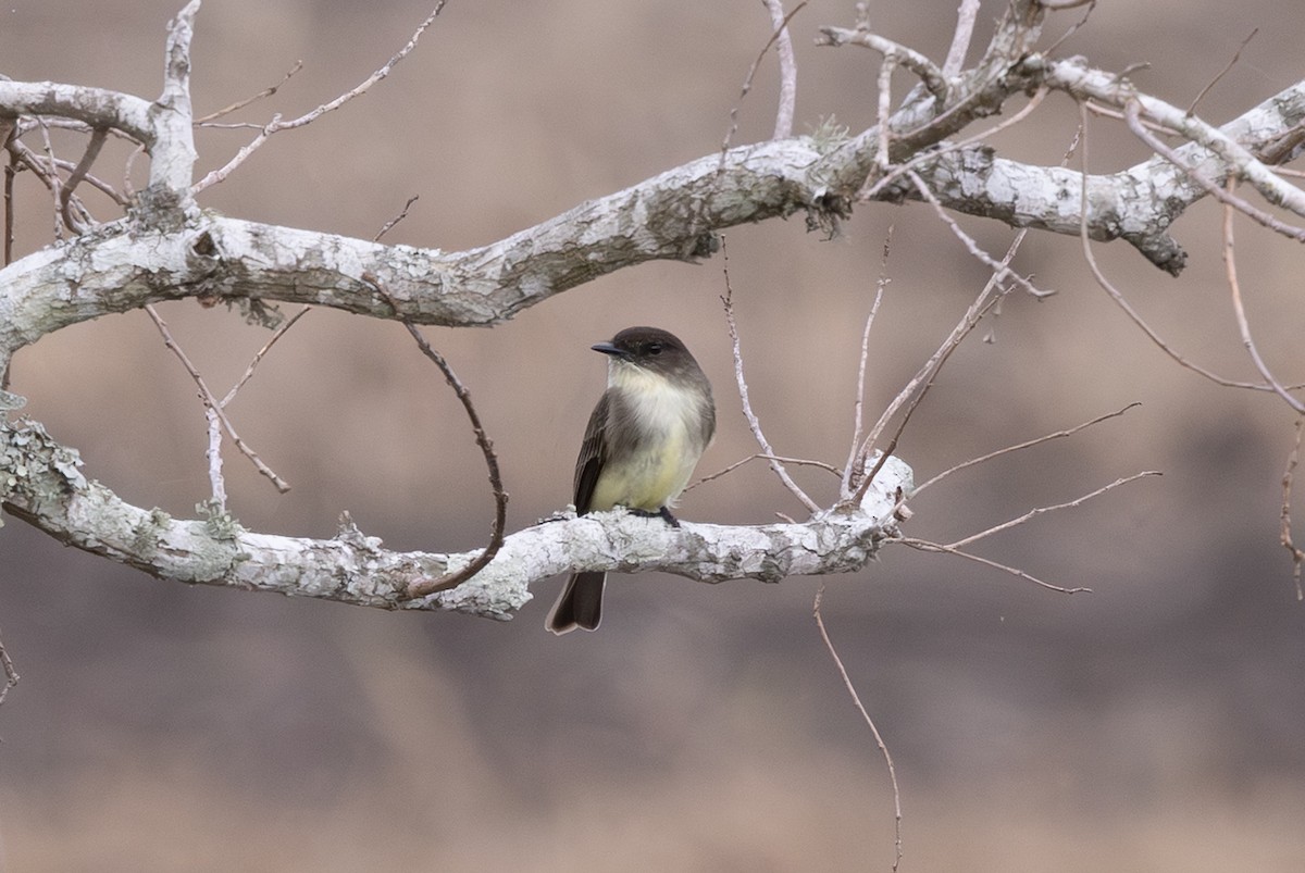 Eastern Phoebe - ML647301572