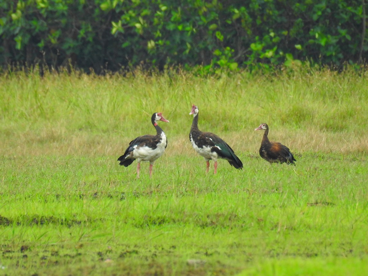 Spur-winged Goose - ML647301574