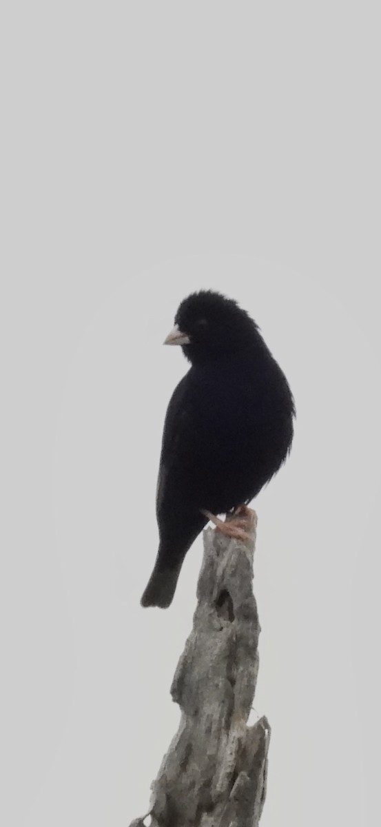 Purple Indigobird - ML647301577