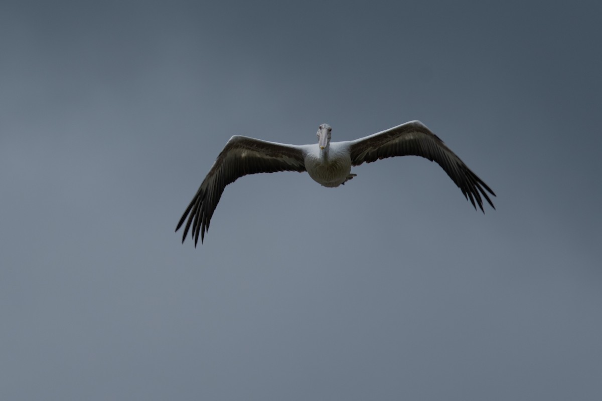 Pelikano tantoduna - ML647301597