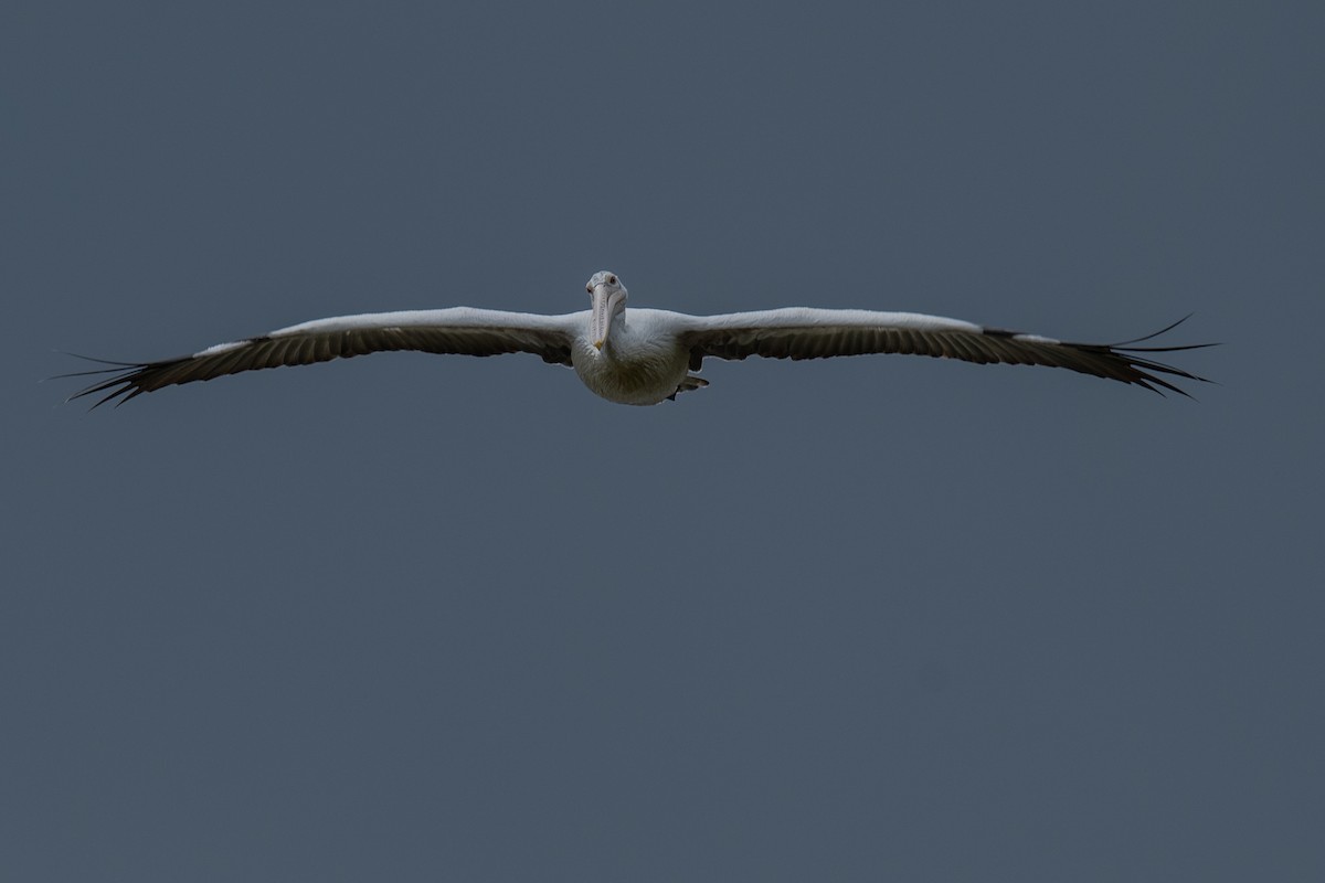 Pelikano tantoduna - ML647301598