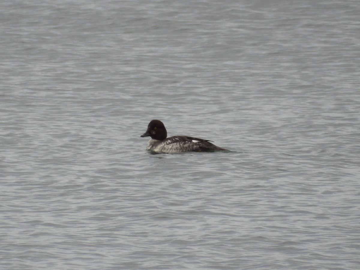 Common Goldeneye - ML647301603