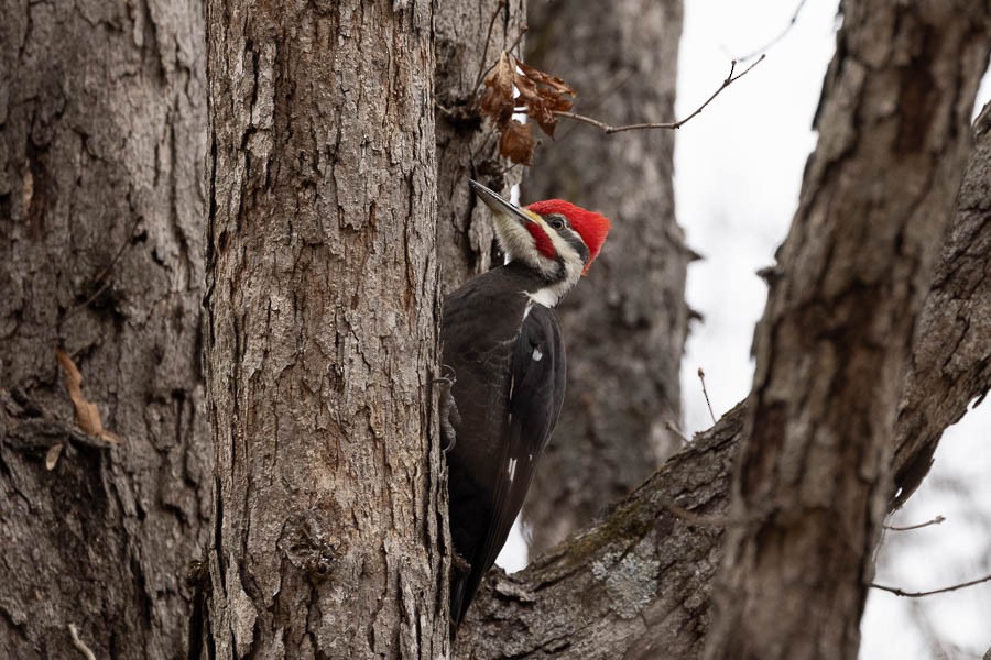 Pileated Woodpecker - ML647301624