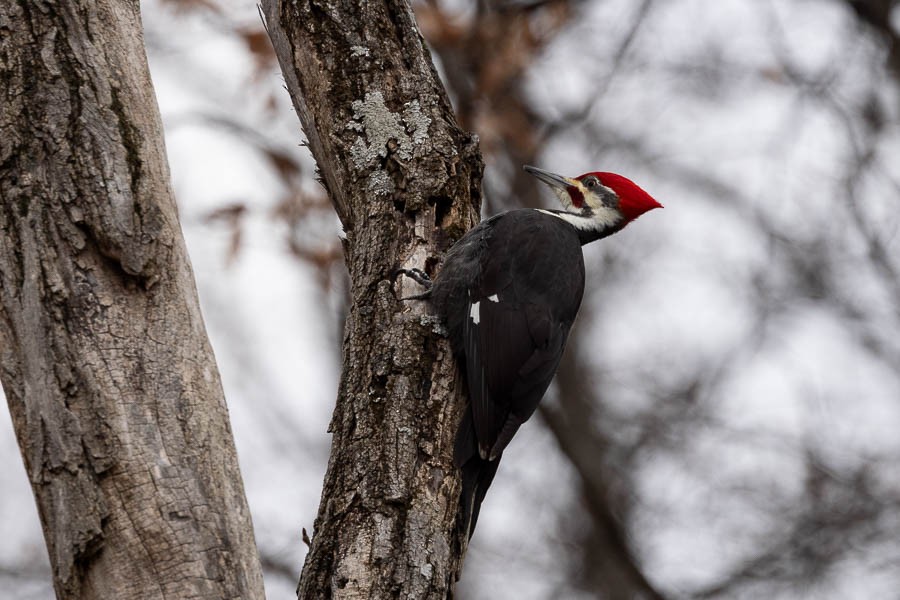 Pileated Woodpecker - ML647301625