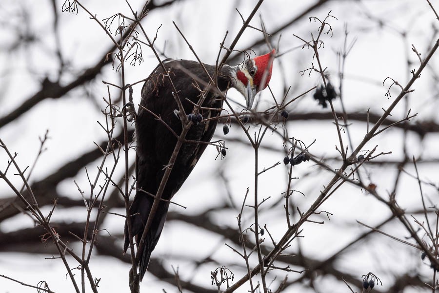 Pileated Woodpecker - ML647301626