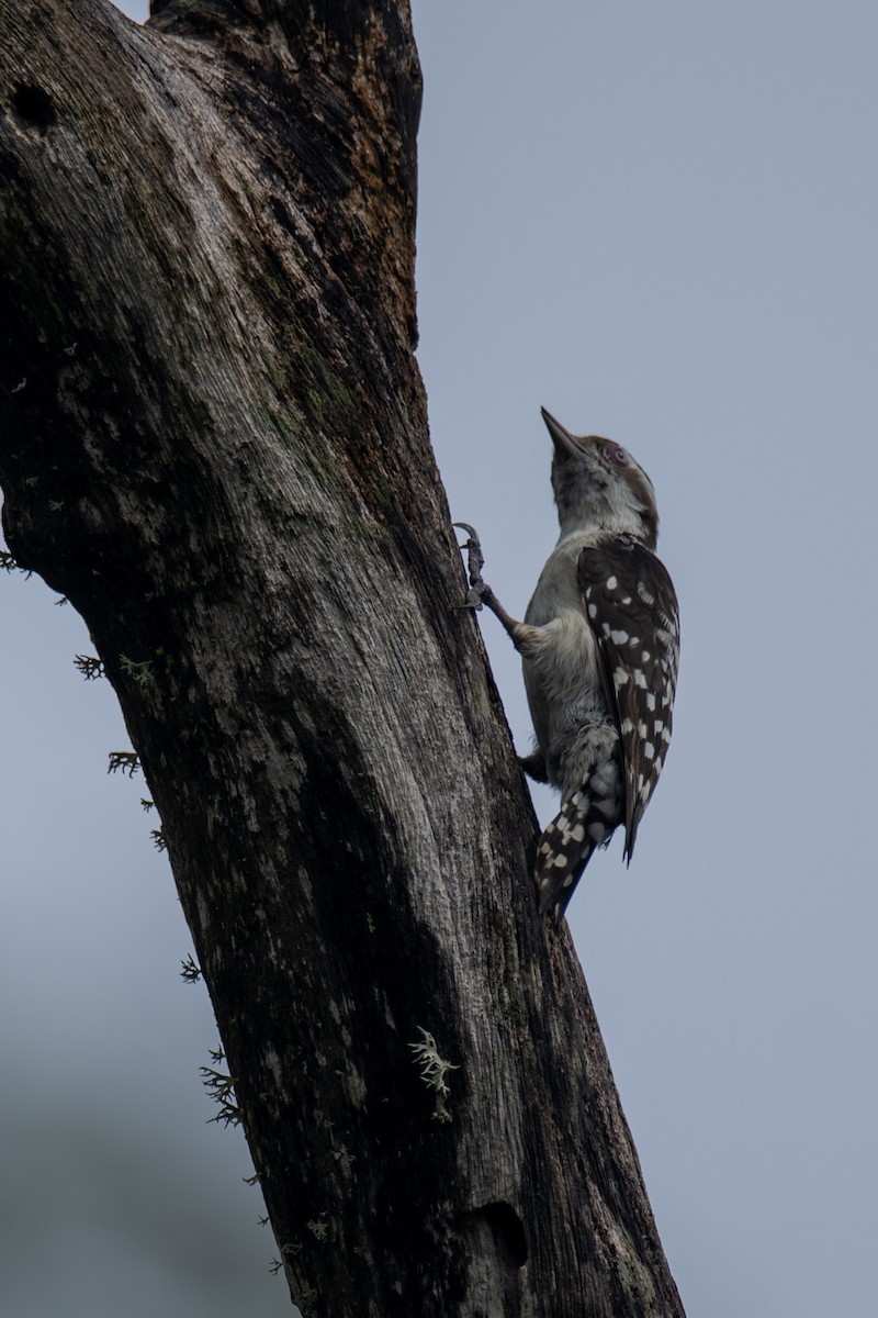 Brown-capped Pygmy Woodpecker - ML647301646