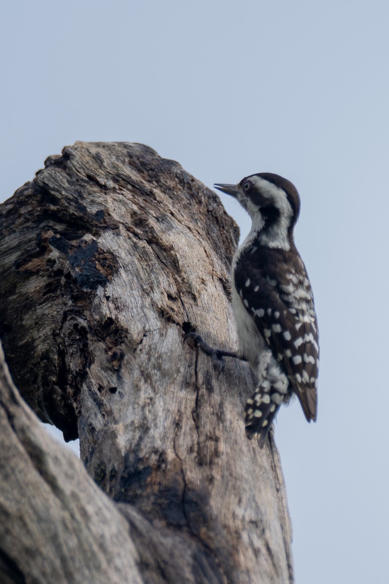 Brown-capped Pygmy Woodpecker - ML647301647