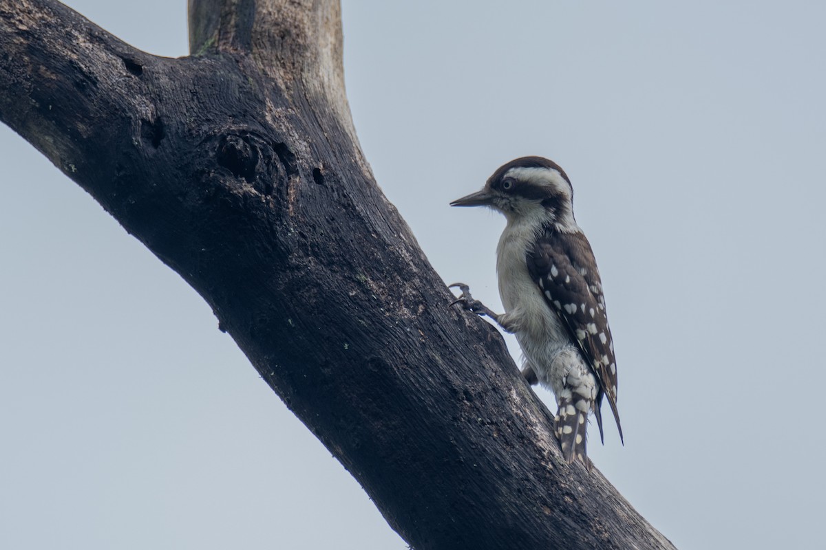 Brown-capped Pygmy Woodpecker - ML647301648