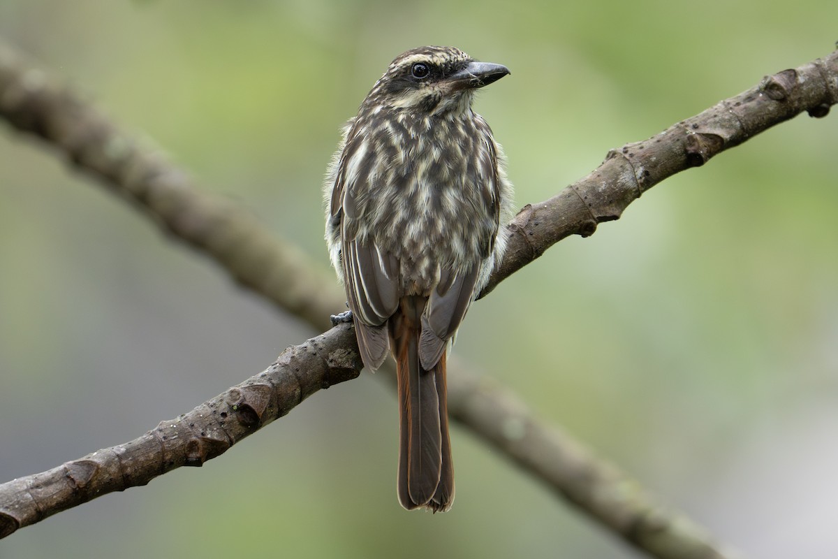 Streaked Flycatcher - ML647301649