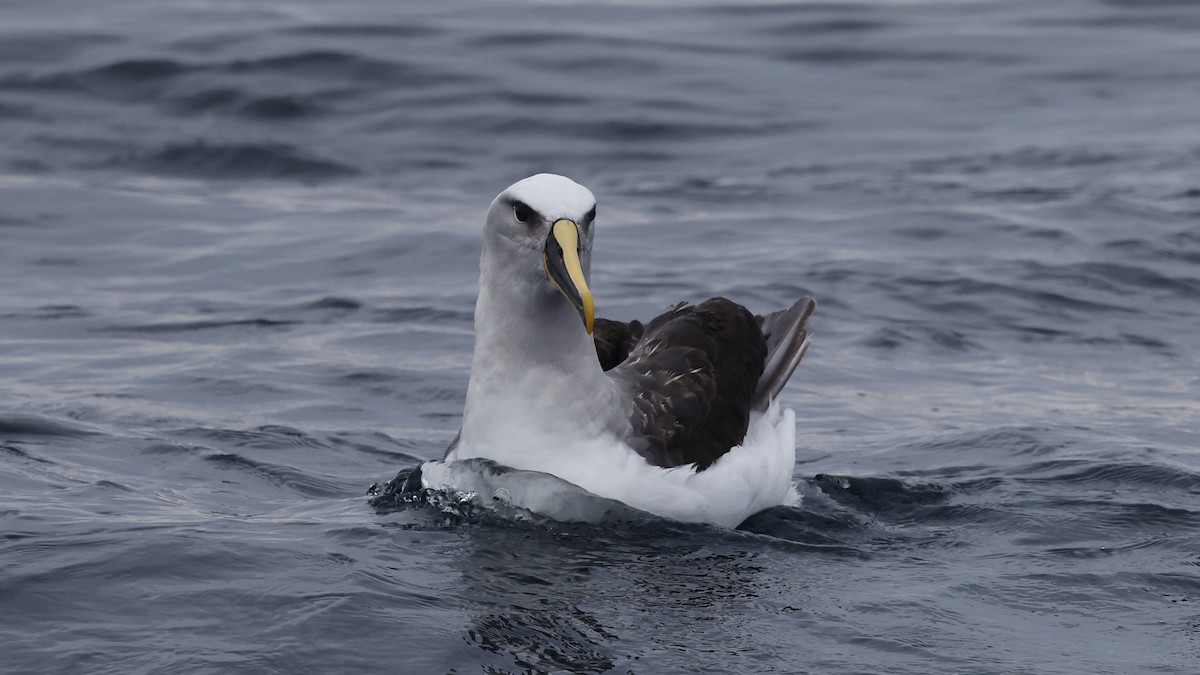 Буллеров альбатрос - ML647301650