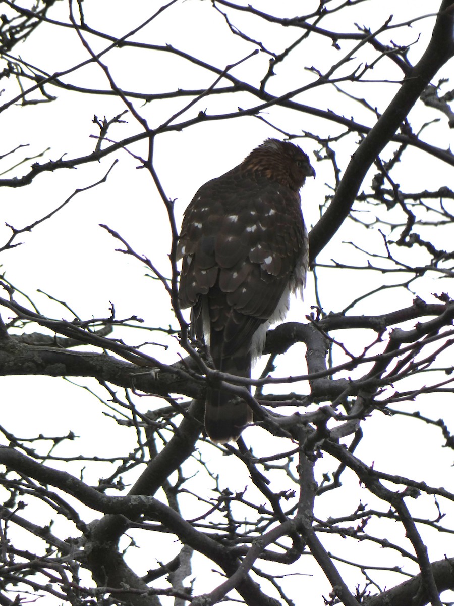 hawk sp. - ML647301653