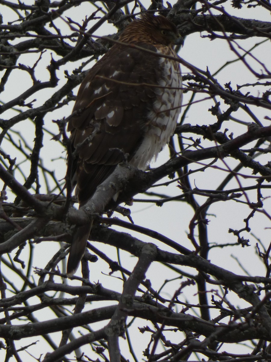 hawk sp. - ML647301662