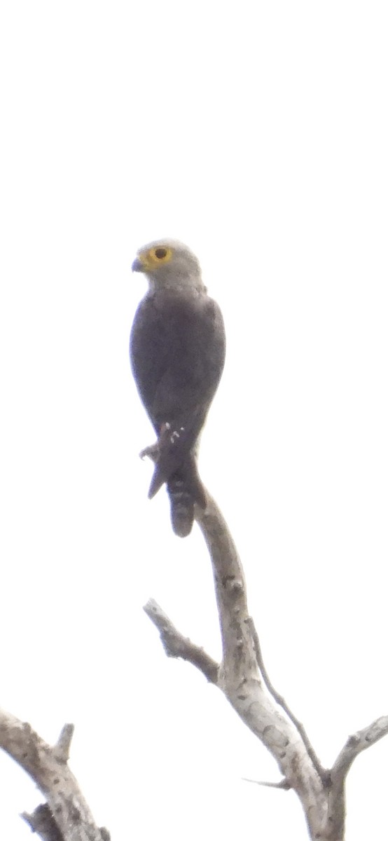 Dickinson's Kestrel - ML647301663