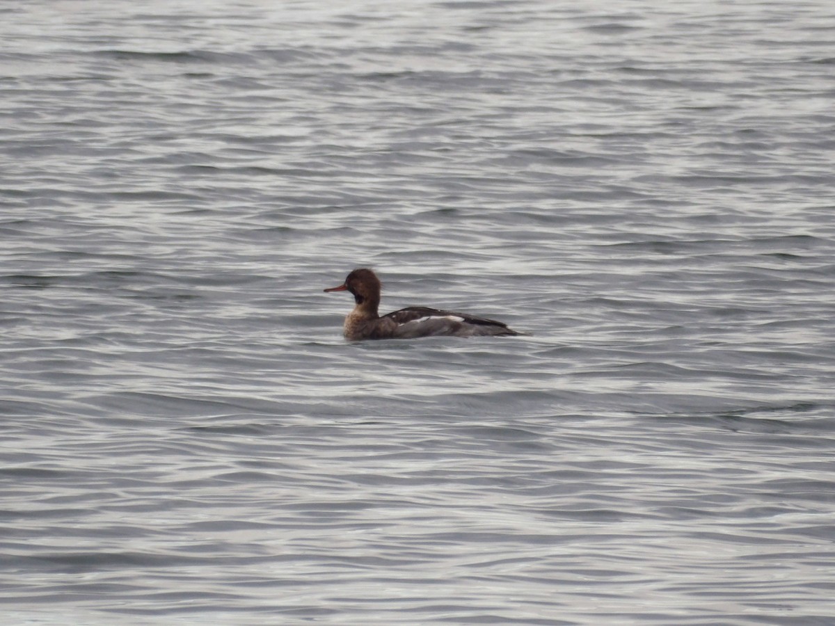 Red-breasted Merganser - ML647301664