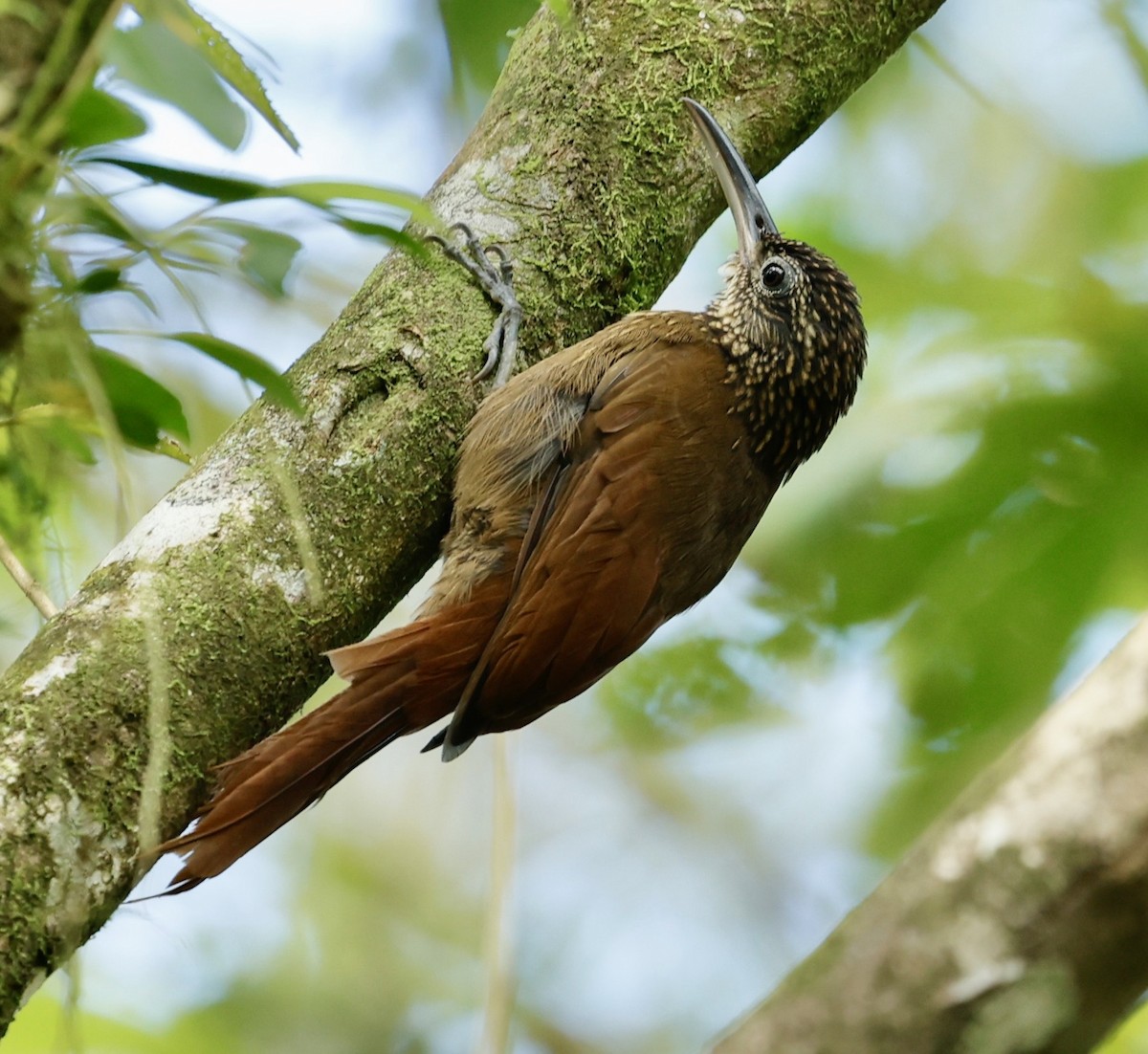 Cocoa Woodcreeper - ML647301669