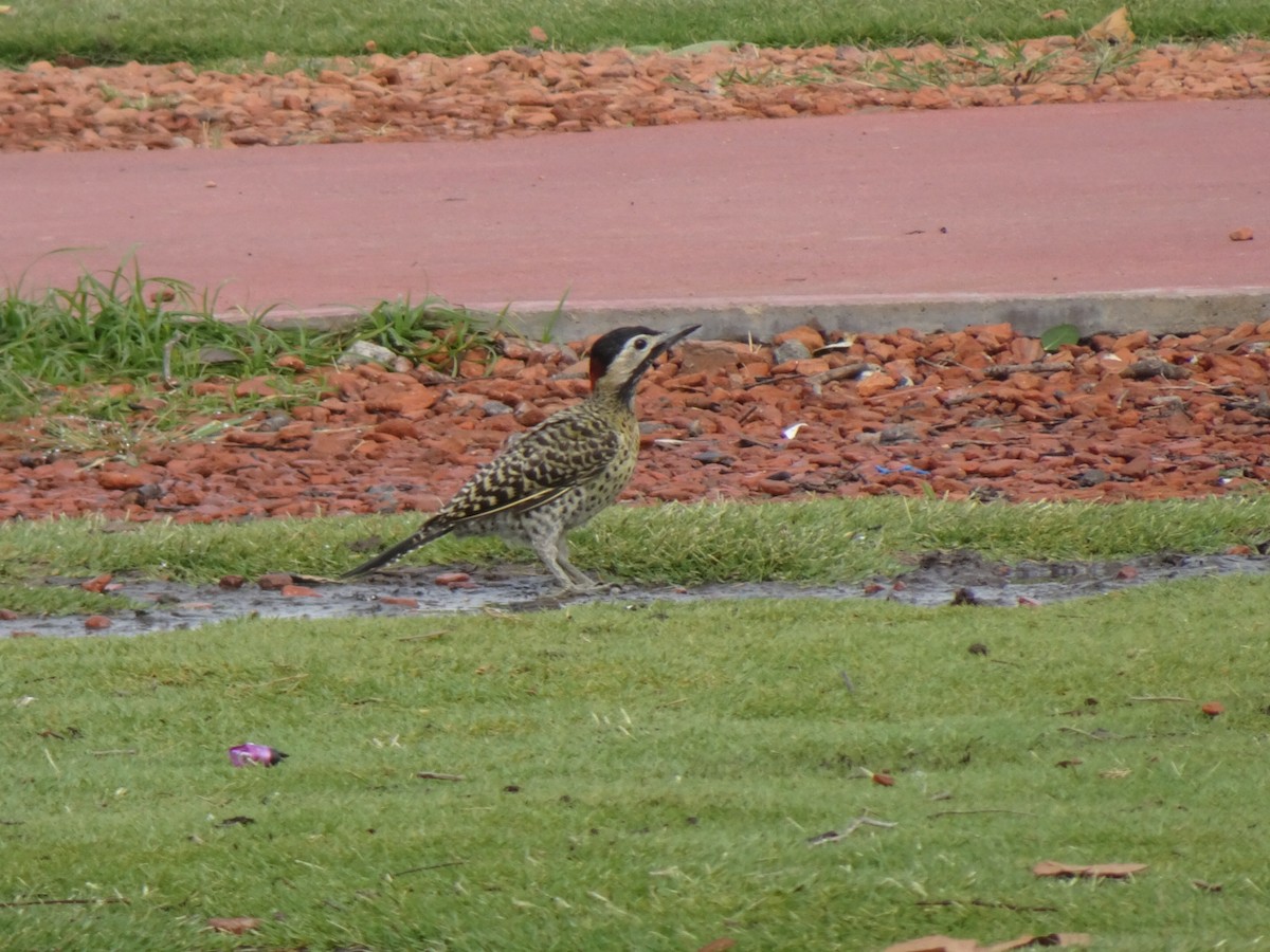Green-barred Woodpecker - ML647301679