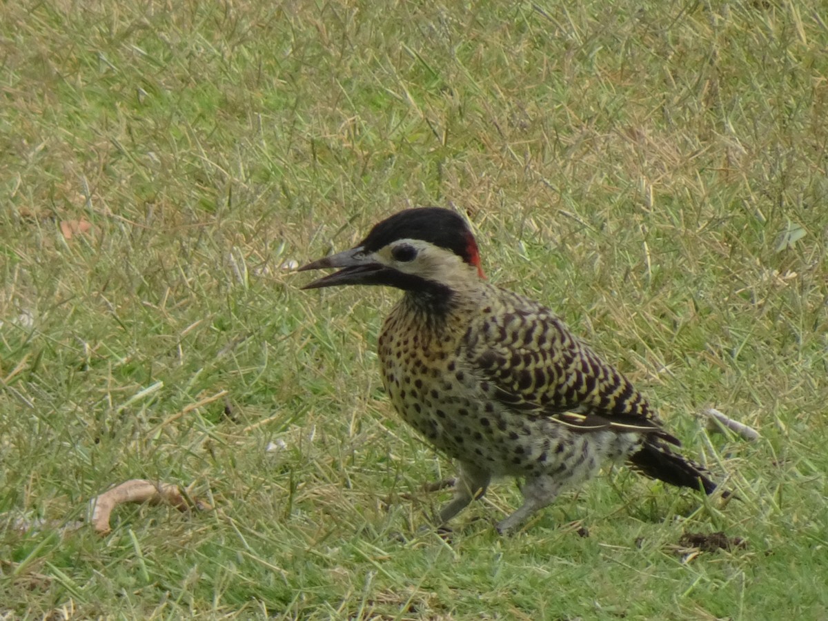 Green-barred Woodpecker - ML647301680