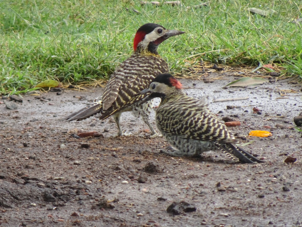 Green-barred Woodpecker - ML647301682