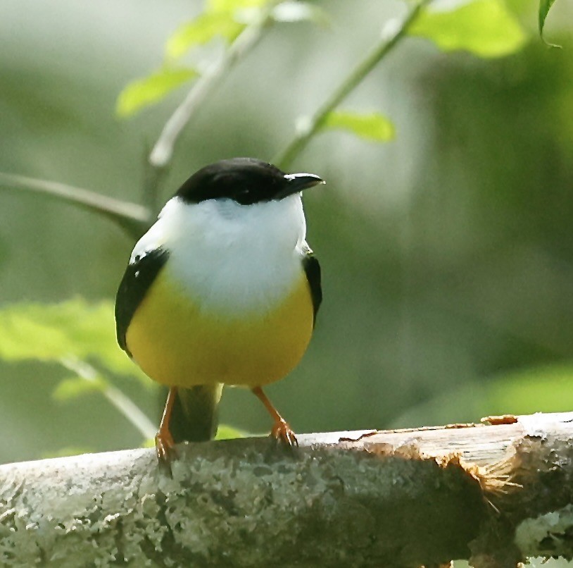 White-collared Manakin - ML647301686