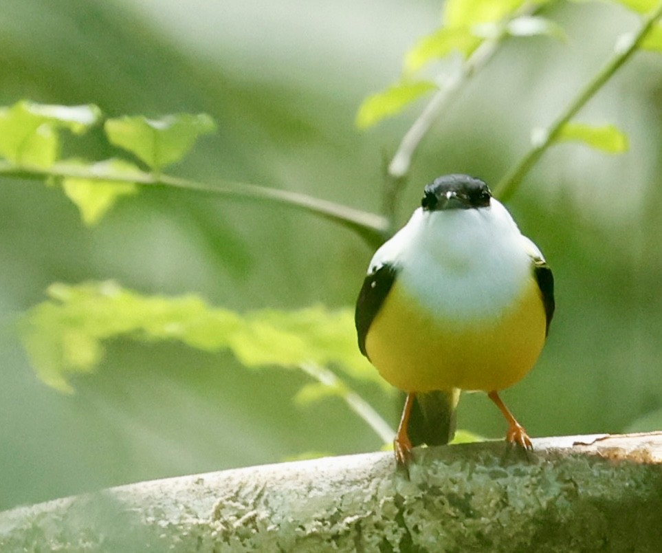 White-collared Manakin - ML647301687