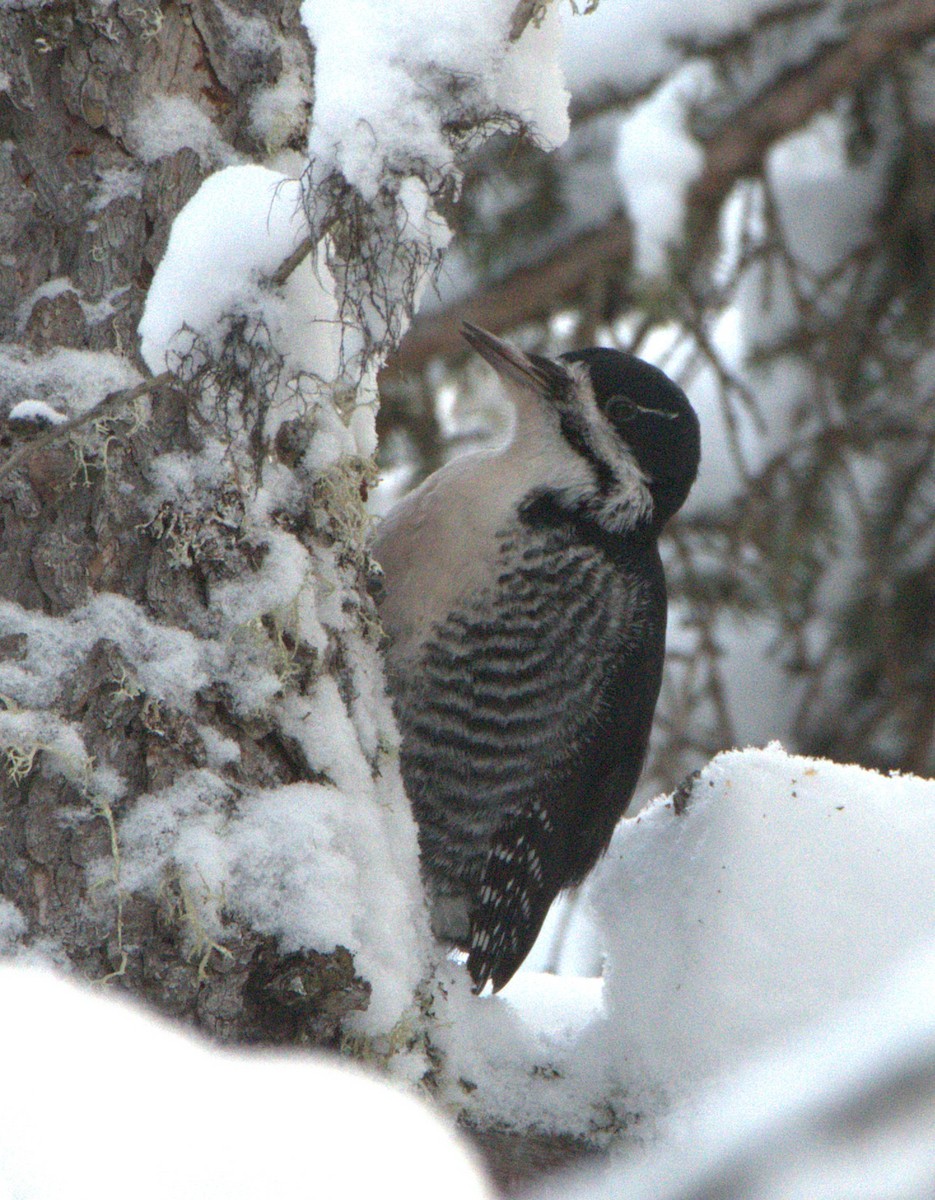 Black-backed Woodpecker - ML647301690