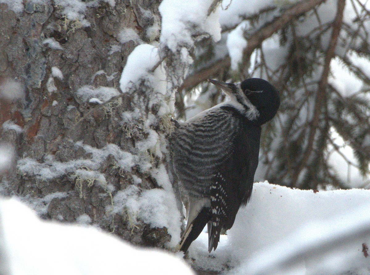 Black-backed Woodpecker - ML647301691