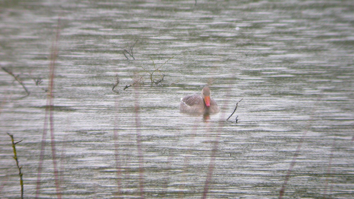 Graylag Goose - ML647301692