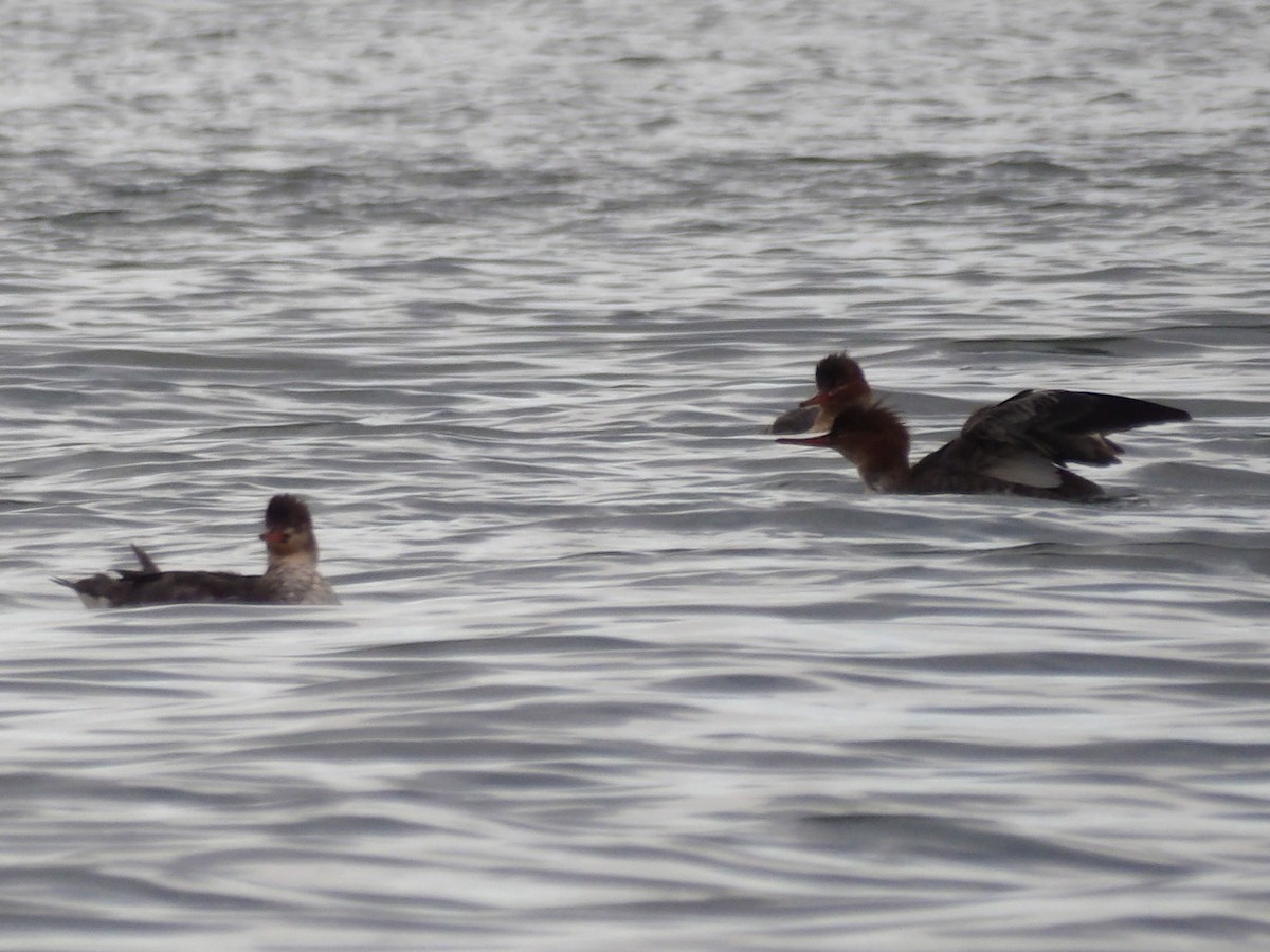Red-breasted Merganser - ML647301704