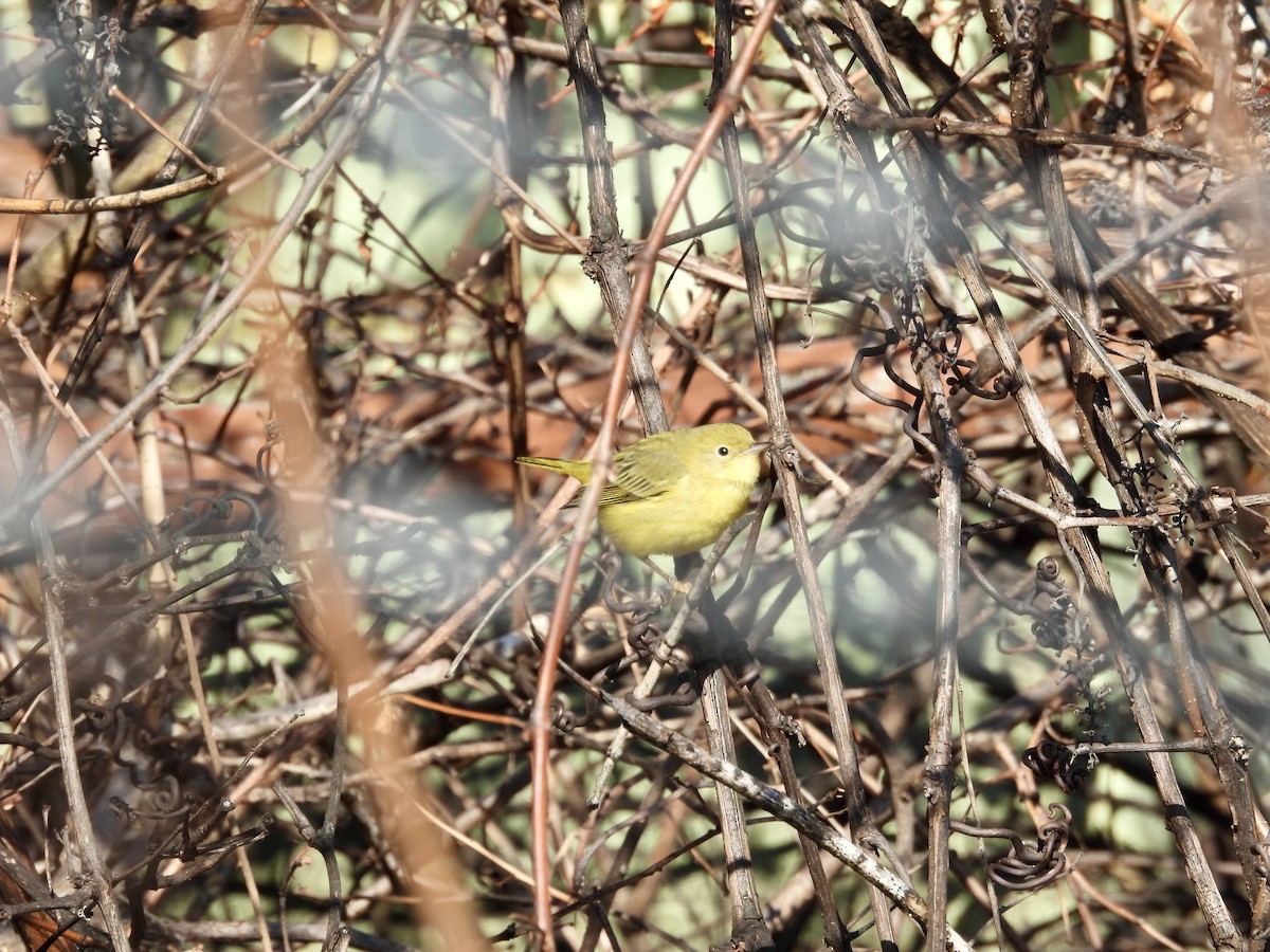 Northern Yellow Warbler - ML647301714