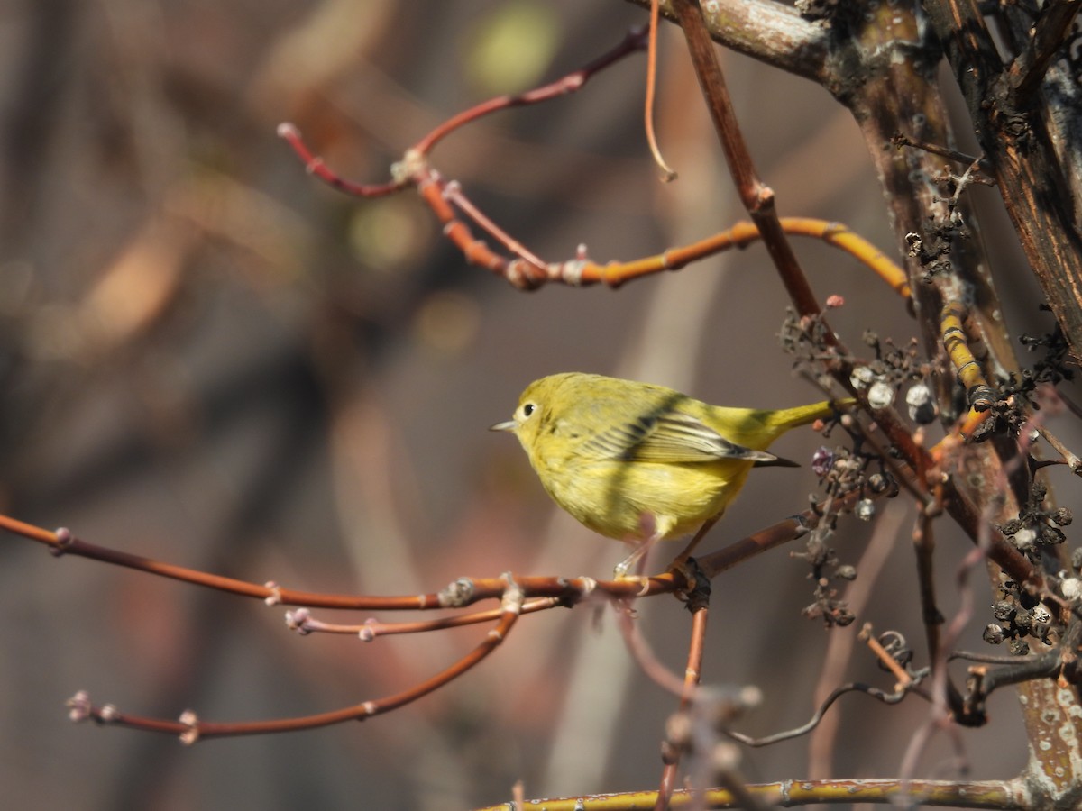 Northern Yellow Warbler - ML647301715