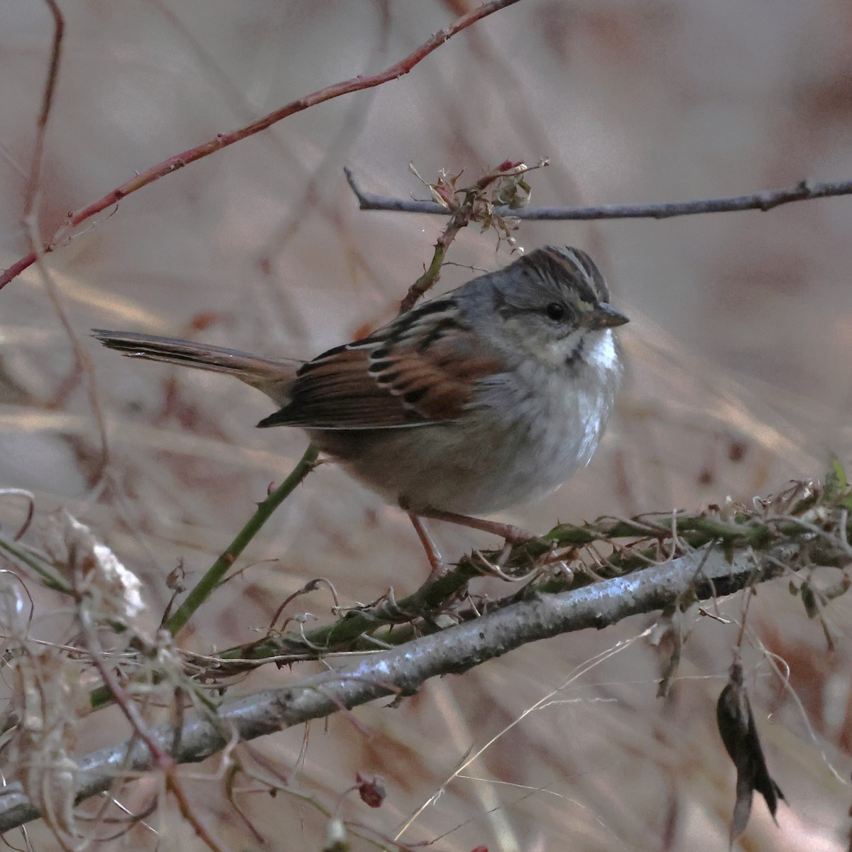Swamp Sparrow - ML647301724