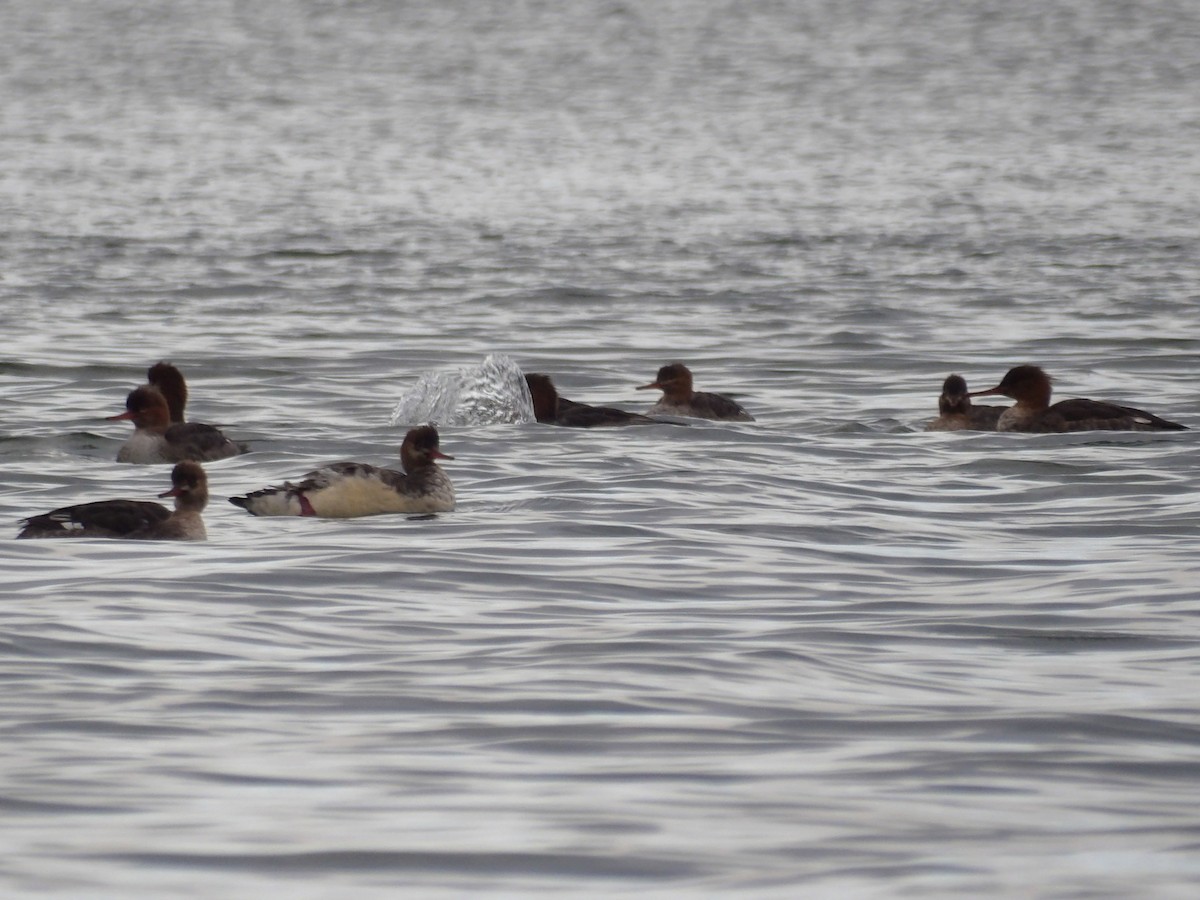 Red-breasted Merganser - ML647301732