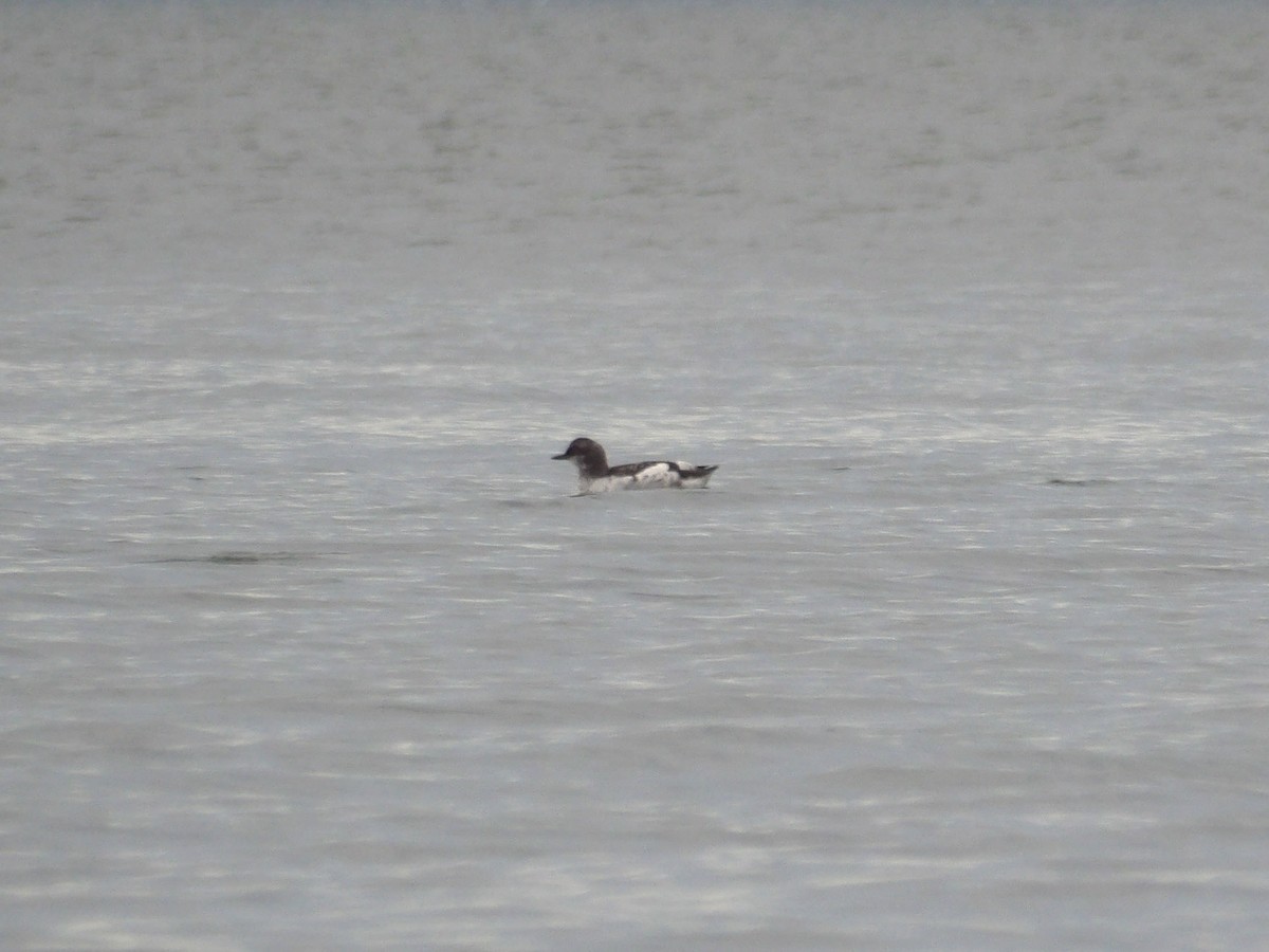 Pigeon Guillemot - ML647301754