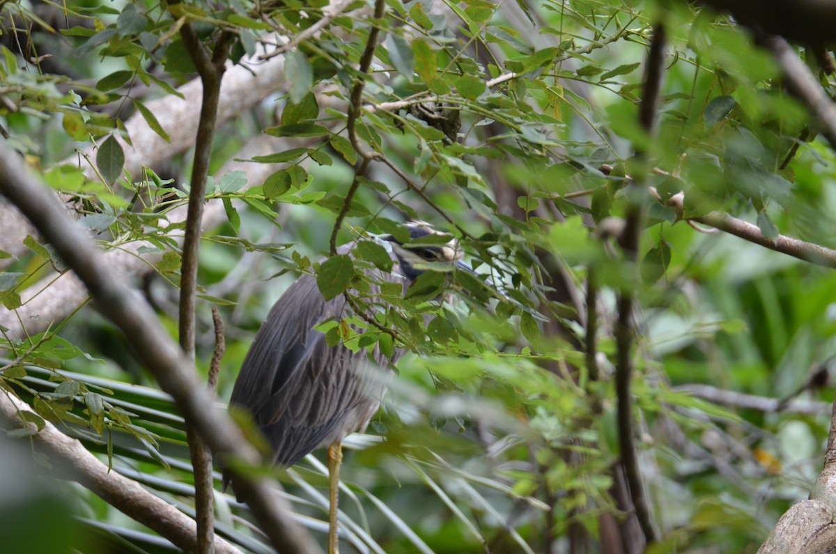 Yellow-crowned Night Heron - ML647301777