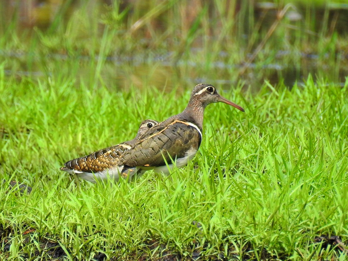 Greater Painted-Snipe - ML647301795