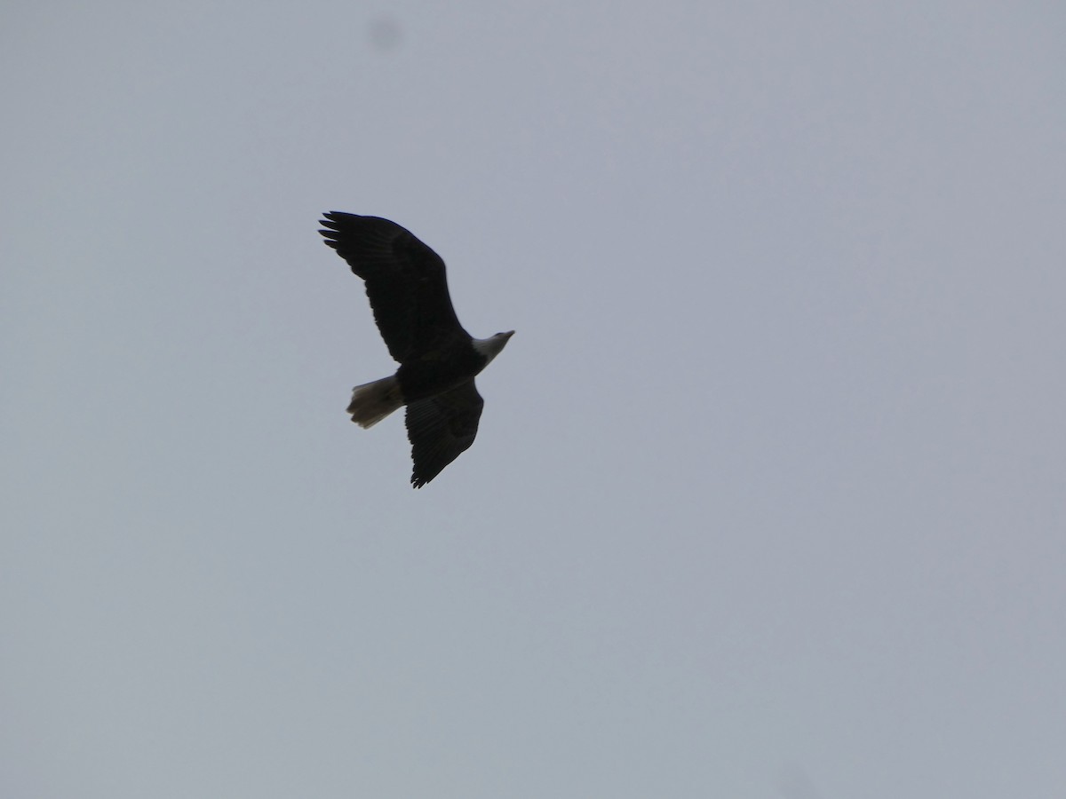 Bald Eagle - ML647301802