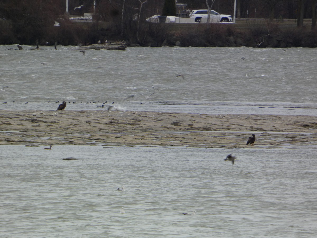 Bald Eagle - ML647301812