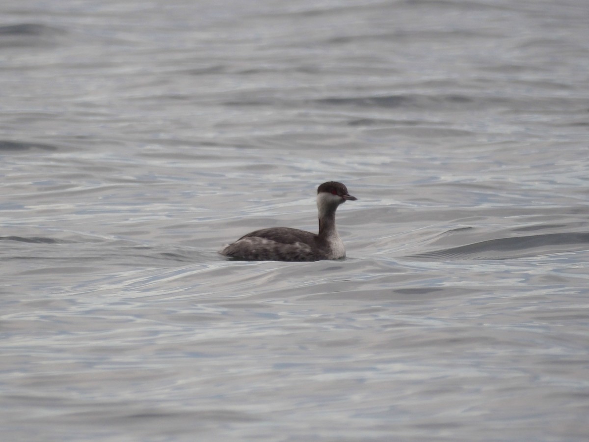 Horned Grebe - ML647301838