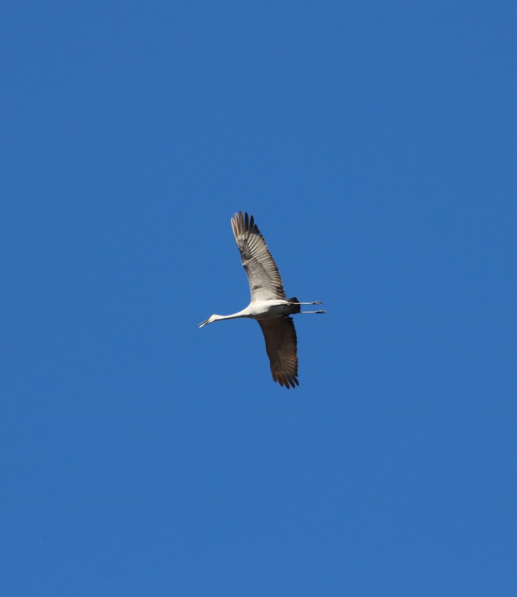 Kanadakranich - ML647301840