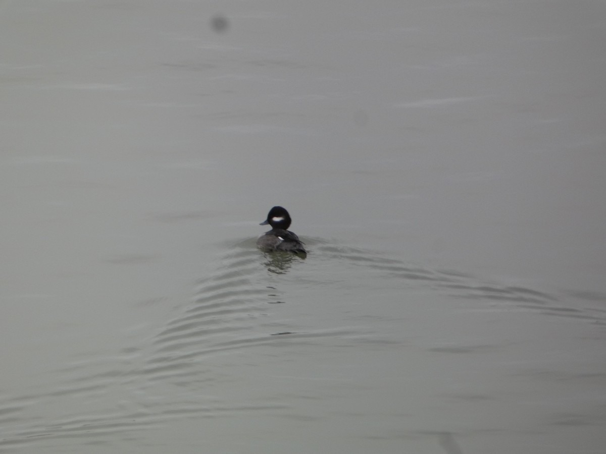 Bufflehead - ML647301843