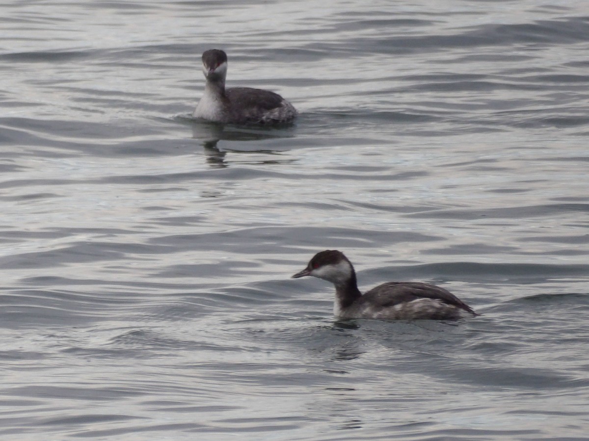 Horned Grebe - ML647301844