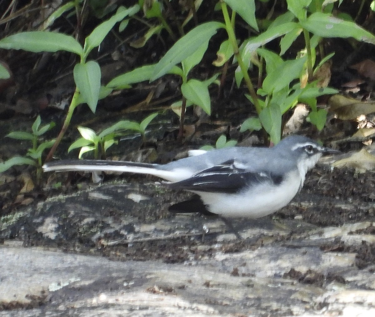 Mountain Wagtail - ML647301855