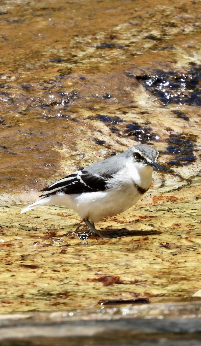 Mountain Wagtail - ML647301856