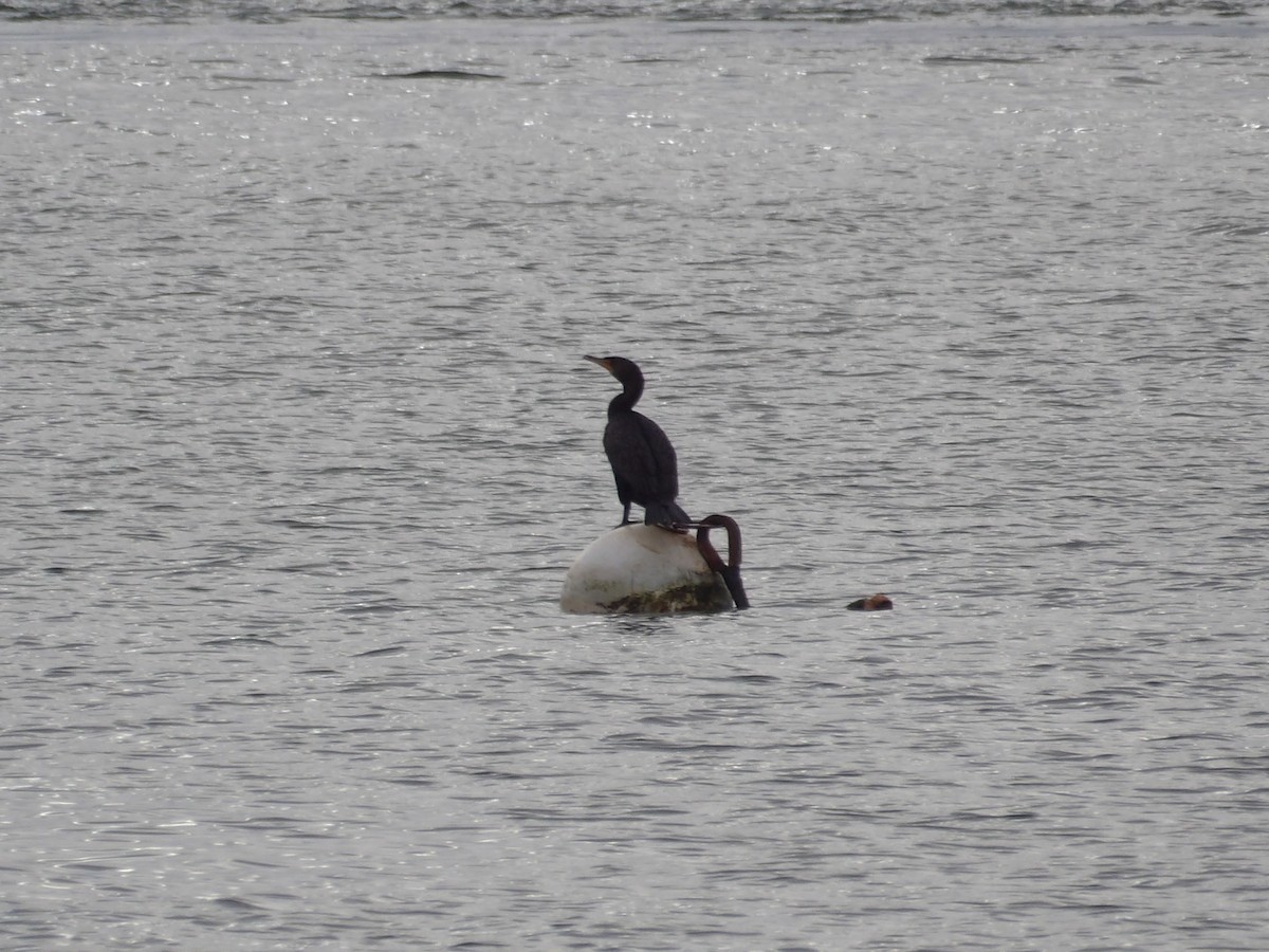 Double-crested Cormorant - ML647301866