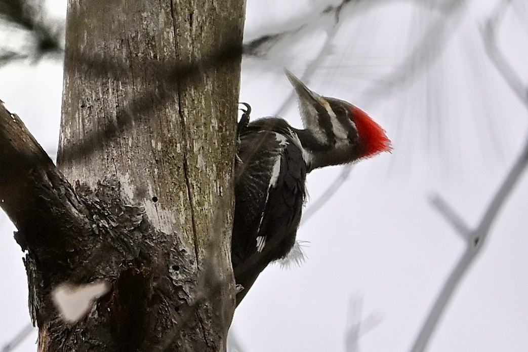 Pileated Woodpecker - ML647301874
