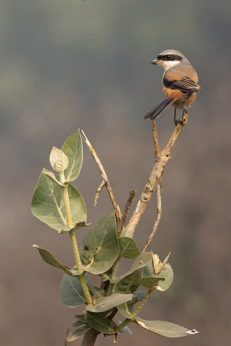 Long-tailed Shrike - ML647301881