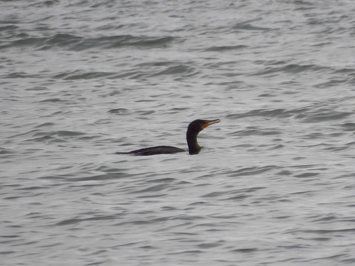 Double-crested Cormorant - ML647301887